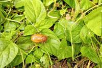 Amphimallon majale