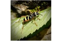 Clytus arietis