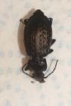 Carabus granulatus
