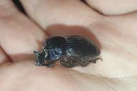 Copris lunaris