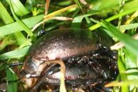 Carabus nemoralis