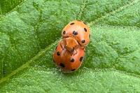 Henosepilachna argus