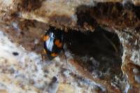Scaphidium quadrimaculatum