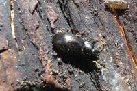 Nalassus laevioctostriatus