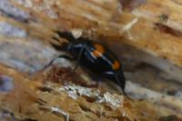 Scaphidium quadrimaculatum