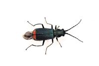 Malachius bipustulatus