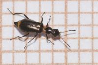 Sphinginus lobatus