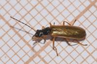 Rhagonycha lignosa
