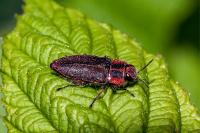 Anthaxia manca