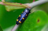 Ptosima undecimmaculata