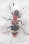 Thanasimus formicarius