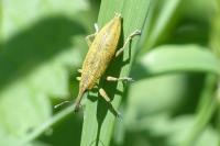 Lixus iridis