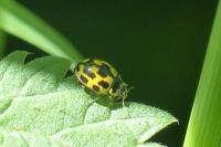 Propylea quatuordecimpunctata