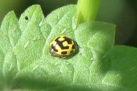 Propylea quatuordecimpunctata