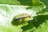 Xanthogaleruca luteola