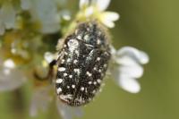 Oxythyrea funesta