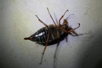 Melolontha melolontha