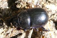 Anoplotrupes stercorosus