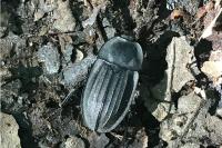 Silpha carinata