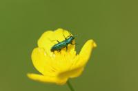 Psilothrix viridicoerulea