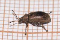 Phyllobius pyri