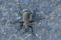 Calosoma inquisitor