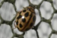 Tytthaspis sedecimpunctata