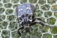 Valgus hemipterus