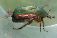 Cetonia aurata