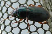Harpalus