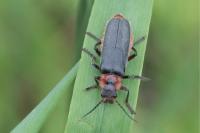 Cantharis rustica
