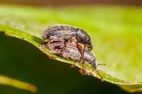 Polydrusus marginatus