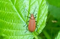 Pyrochroa serraticornis