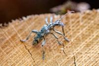 Rhagium sycophanta