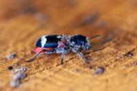 Clerus mutillarius