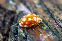 Halyzia sedecimguttata