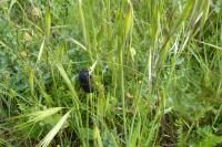 Dorcus parallelipipedus