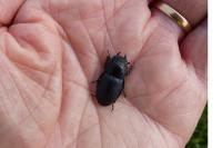 Dorcus parallelipipedus