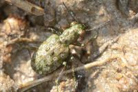 Elaphrus riparius