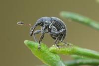 Ctenomeropsis nigra