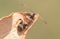 Poecilium alni