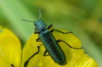 Psilothrix viridicoerulea