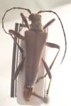 Stenocorus meridianus