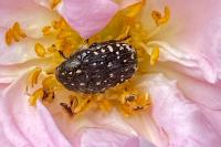 Oxythyrea funesta