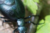 Meloe violaceus