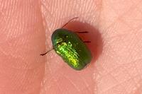 Cryptocephalus