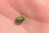 Cryptocephalus