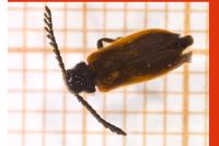 Drilus flavescens