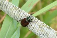 Phyllopertha horticola
