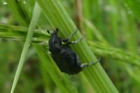 Valgus hemipterus